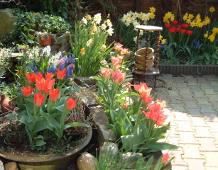 gardening - tulips, narcissus