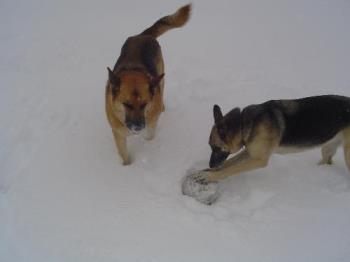 German Shepherds in the snow - These are our GSD playing in the snow. They love it!!