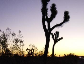 Cactus Silhouette - Desert flora at sunrise shown in silhouette. Cactus Silhouette - Desert flora at sunrise shown in silhouette.
