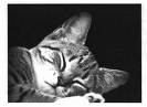 sleeping cat - i sleep just like this cat sleeping cat - i sleep just like this cat