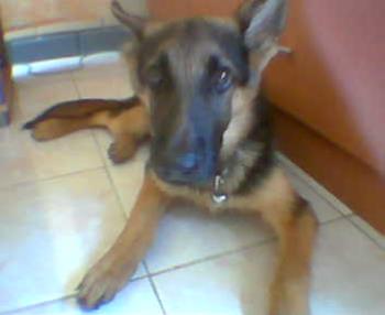 my thor, when he&#039;s still a little puppy... - i will always love you thor, rest in peace my love.. well meet again in somewhere someday...