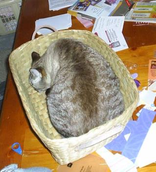 Cat - My kitty sleeping in her basket
