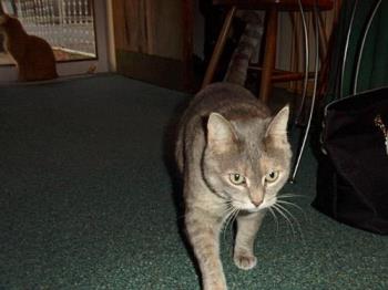 My old cat Tee-Tee, she&#039;s buried in our garden. - cat