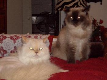  Couple of My cats - Kiki and koko, my cats.