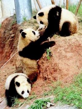Panda - Panda are very fun to watch and one of the extinct animals. We should always try to protect the animals.