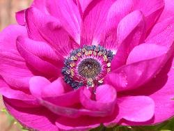 Say it with flowers - Photographed at floral show at mysore.