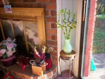 Bamboo Plant - I think it is in a draft from the door!