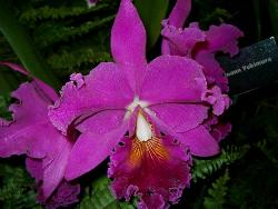 Guess what flower is this? - Photographed at Floral show at Mysore, India