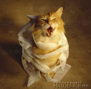 Cat with paper - Toilet paper or paper towel