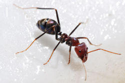 Ant feeding on Honey - Ant