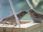 A Sparrow feeding its Baby. - This is an image where a Sparrow is feeding its Baby.