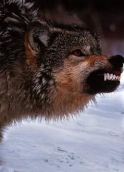 Angry wolf - This is what the wolf looked like