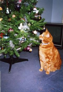 Sasha with Christmas Tree - Sasha