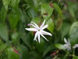 Star Jasmine - Also known as Angelwing Jasmine.
