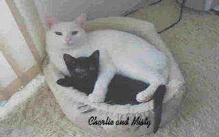 Charlie and Sissy - Charlie is the white one. He was 7 and Sissy is the black one and she is 4.