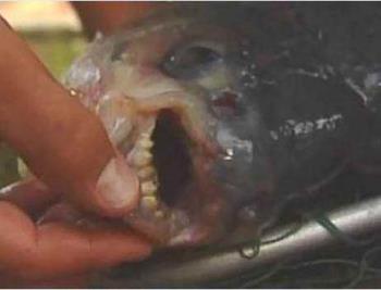 Rare Fish - Fish with human-like teeth