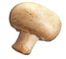 a photo of a mushroom - a photo of a mushroom