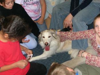 Rescued dog - This dog was shot and had to have a leg amputated. But The animal shelter saved her and found her a new home