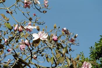 magnolia tree - magnolia tree flowers