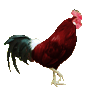 Chicken - chicken Chicken - chicken