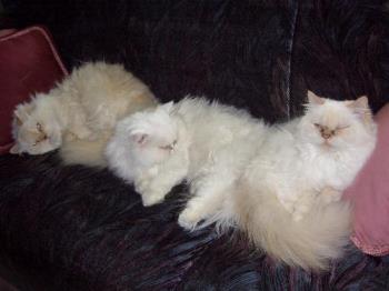 Three of my cats - Three white cats in a row.