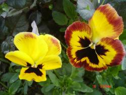 Look at these flowers look like butterflies - gues - Photographed at floral show at Mysore Look at these flowers look like butterflies - gues - Photographed at floral show at Mysore