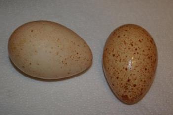 Turkey eggs. - Two turkey eggs.