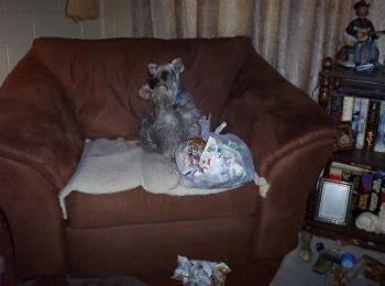 Our Schnauzer "Buddy" - Picuter of our Miniature Scnauzer at 3 years old or so at Christmas time...