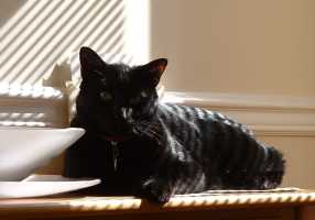 black cat - kind of pet i wanna take care. Black Cat. =)