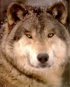 Wolfs! - Wolves - One of the most beautiful wild animals out there! . . 