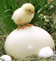 egg or chicken - egg or chicken egg or chicken egg or chicken