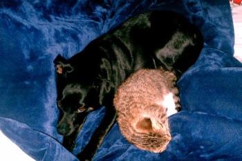 My dog and cat snuggling - My cat Trinitie, cuddling with her dog sister Trixie