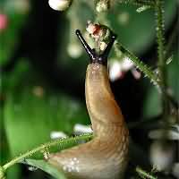 red slug - This is a picture of one variety of garden slug. They move slowly (sluggishly) They also leave a silvery trail of slime behind. red slug - This is a picture of one variety of garden slug. They move slowly (sluggishly) They also leave a silvery trail of slime behind.