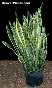 tall form of Sanseveria plant. - This plant is one of the most beautiful succulents I have owned. It has dark green as a main color and is brightly banded in rich yellow. Survives dry, dim conditions.