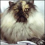 Long haired cat - Along haired cat is beautiful, but requires lots of brushing to maintain that soft, fluffy coat.