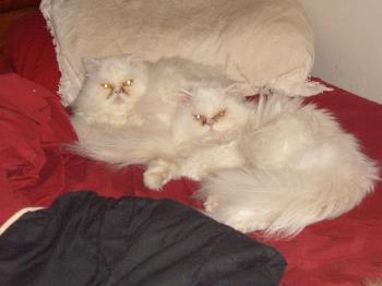 Two Of My White Cats - Two white Persian Cats.