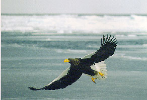 eagle - SEA eagle