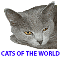 Cats of the world... - gray cat