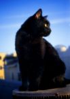 black cat - black cats were symbolically associated with witchcraft and evil