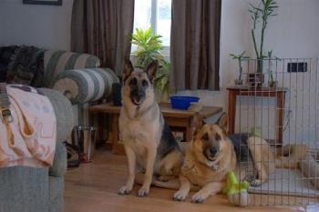 German Shepherds - These are out shepherds