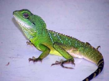 Chinese Water Dragon. - Chinese water dragon. My partners favorite reptile and the one thing he wants as a pet.