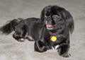 pekingese - cute pekingese