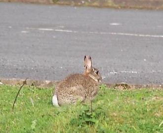 Rabbit - A rabbit on the grasses.