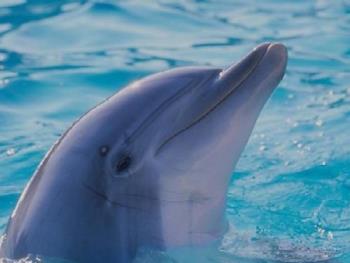 Dolphin - A dolphin showing off.