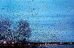 Crows getting ready to roost - These are crows getting ready to roost in the trees along Seneca lake