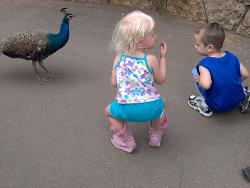 friends! - Visiting the peacock!