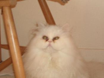 My White Persian - White Persian Cat