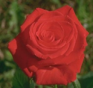 Rose - A beautiful rose.