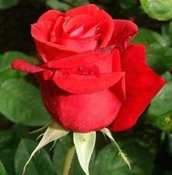 Rose - A beautiful red rose.