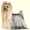 yorkshire terrier - they are so cute!